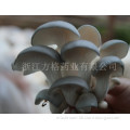 Pleurotus Ostreatus Extract; Oyster Mushroom; GMP/HACCP Certificate;